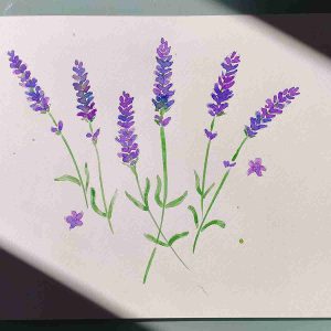 Acuarela Lavanda