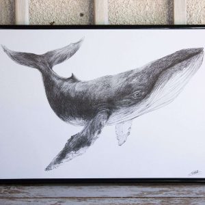 Dibujo Ballena