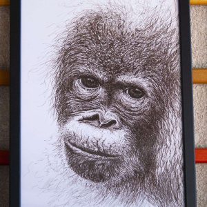 Dibujo Orangután Bebé