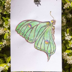 Acuarela Mariposa Isabelina