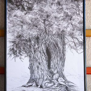 Dibujo Árbol Sabina Gorda