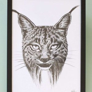Dibujo Lince Ibérico