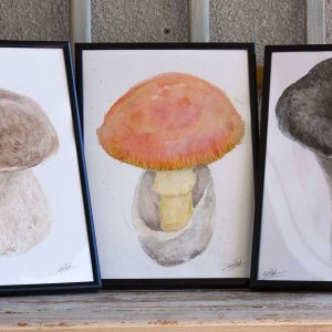 Acuarelas Setas Comestibles del Bosque